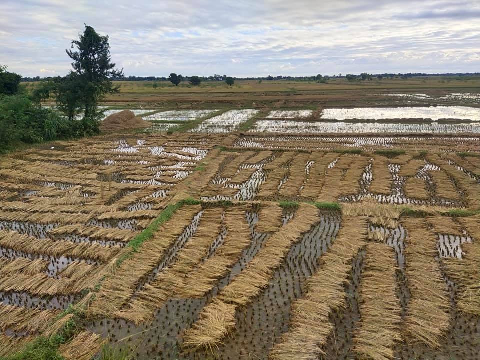 पानीले लुम्बिनीमा साढे चार अर्ब बराबरकाे धानखेती नष्ट, राहतको पर्खाइमा किसान