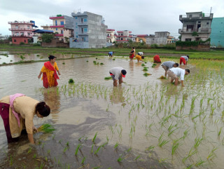 अखिल नेपाल किसान महासंघ सिद्धार्थनगरले मनायो धान दिवस 